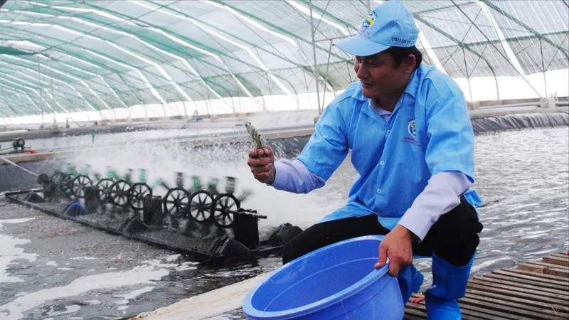 Nhiều khó khăn trong thực hiện Đề án xây dựng Bạc Liêu thành Trung tâm ngành công nghiệp tôm cả nước