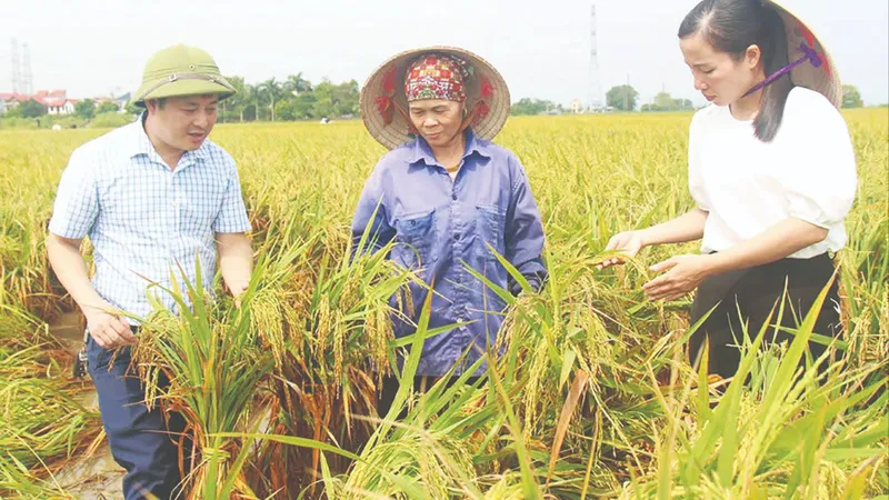 Khắc phục hậu quả bão số 3 và mưa lũ: Tái thiết và phục hồi sản xuất nông nghiệp