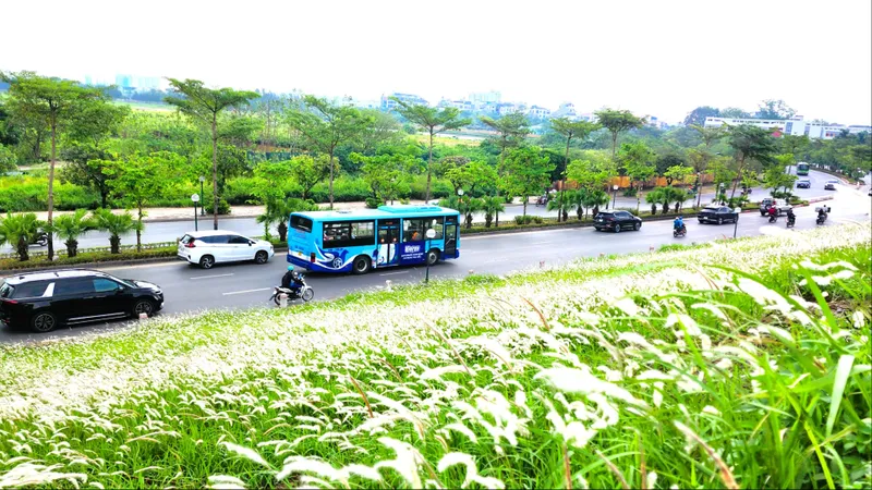 Triền đê Hà Nội bạt ngàn lau trắng