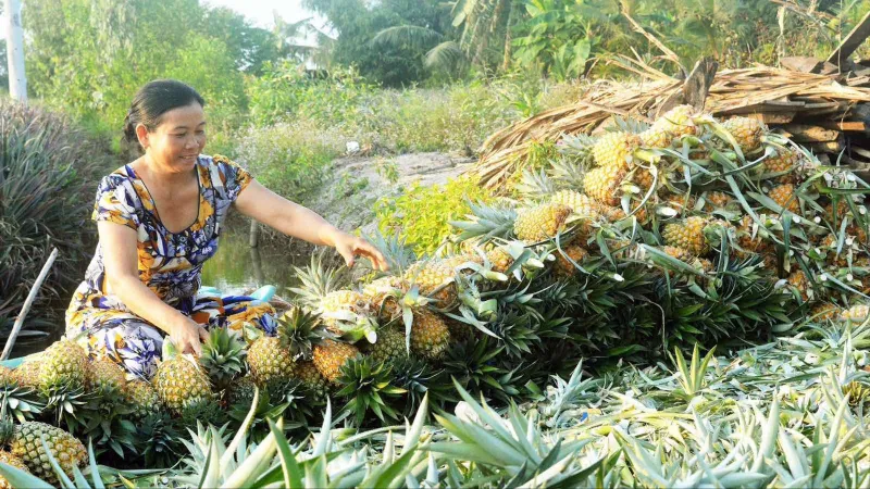 Còn thương cây khóm... mọc sau hè