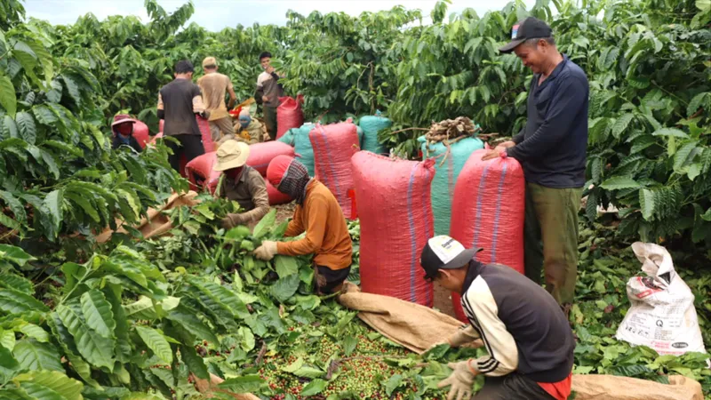 Rộn ràng mùa thu hoạch cà phê 