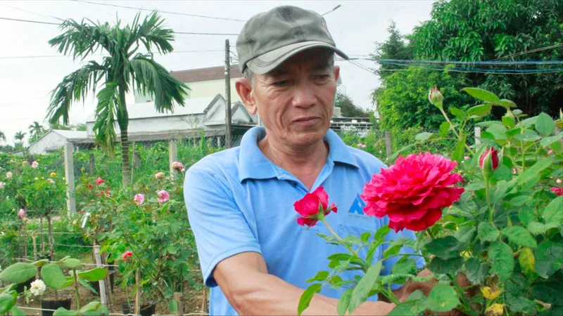 Nông dân Quảng Ngãi đưa giống hoa mới, đa dạng hóa các loại hoa tết 