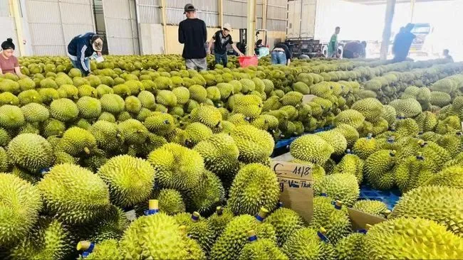 Việt Nam nhận hơn 1.000 thông báo điều chỉnh an toàn thực phẩm từ các nước trong năm 2024