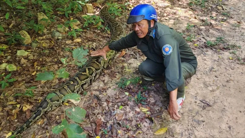 Phát hiện trăn gấm "khổng lồ" dài 4m, nặng gần 100kg tại Phú Quốc