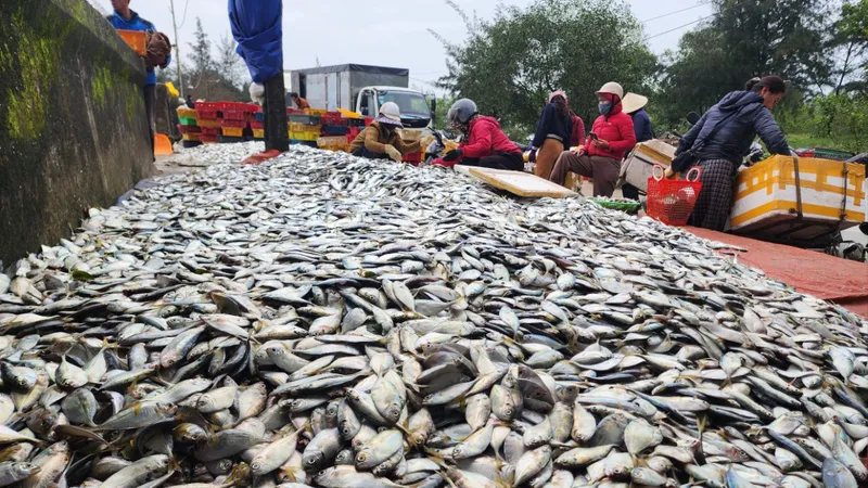 Hàng tấn cá ghé được tập kết dọc bờ biển phường Kỳ Ninh để đưa lên các xe đông lạnh chở đi tiêu thụ 
