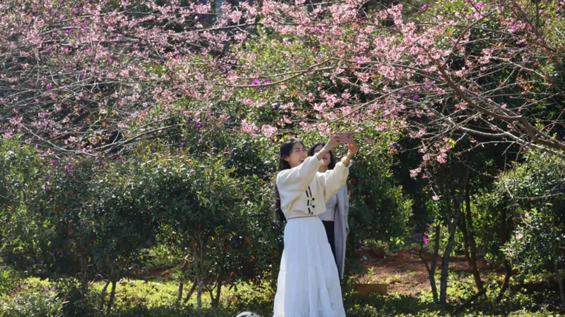 Kon Tum: Kêu gọi hỗ trợ trồng hoa anh đào tại Măng Đen