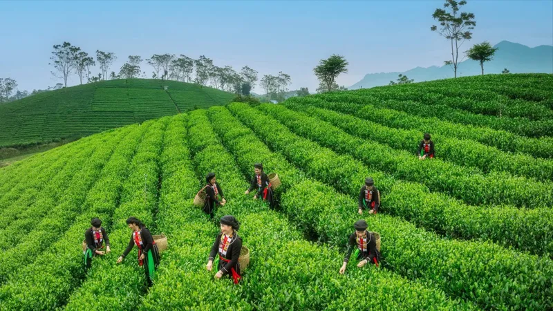 Chè Việt “hồi sinh” tại thị trường Đài Loan (Trung Quốc)