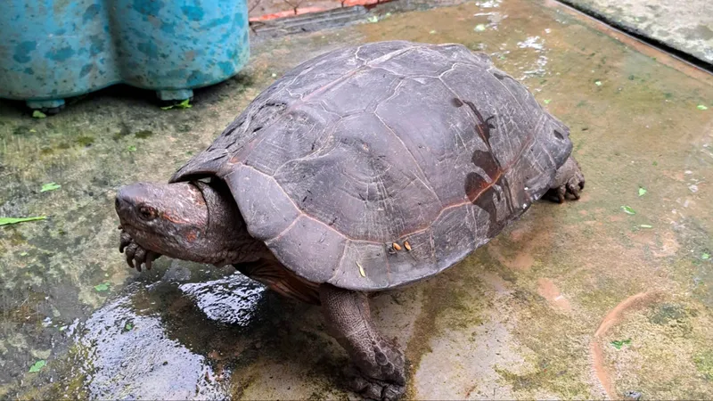 Cá thể rùa đất lớn, quý, hiếm được bàn giao cho cơ quan chức năng để thả về tự nhiên 