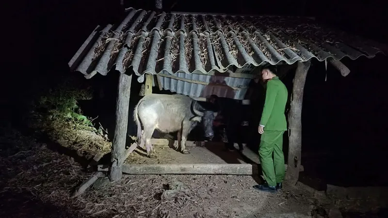 Dùng xe tải đi trộm trâu 