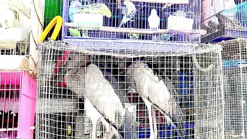 Long An: Tăng cường kiểm tra, xử lý tình trạng mua bán chim hoang dã 