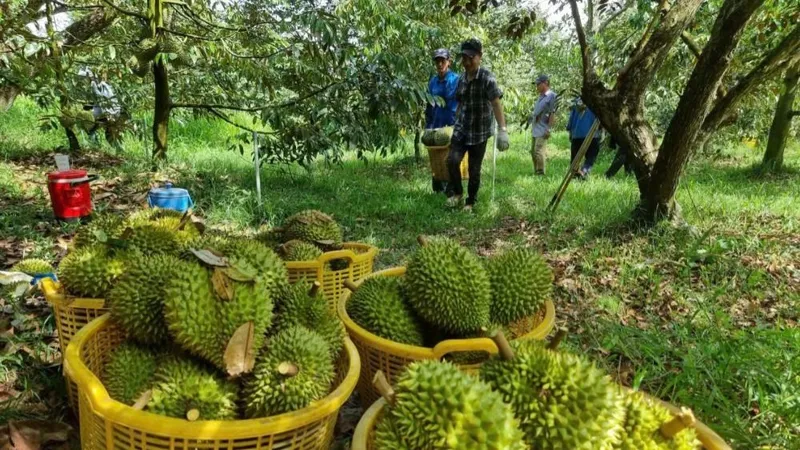 Nông dân thu hoạch sầu riêng 