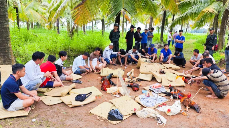 Hiện trường tụ điểm đánh bạc dưới hình thức đá gà thuộc xã Long Phú, TP Cần Thơ