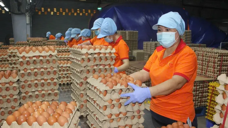 Đông Nam bộ: Giá trứng gà tăng cao 
