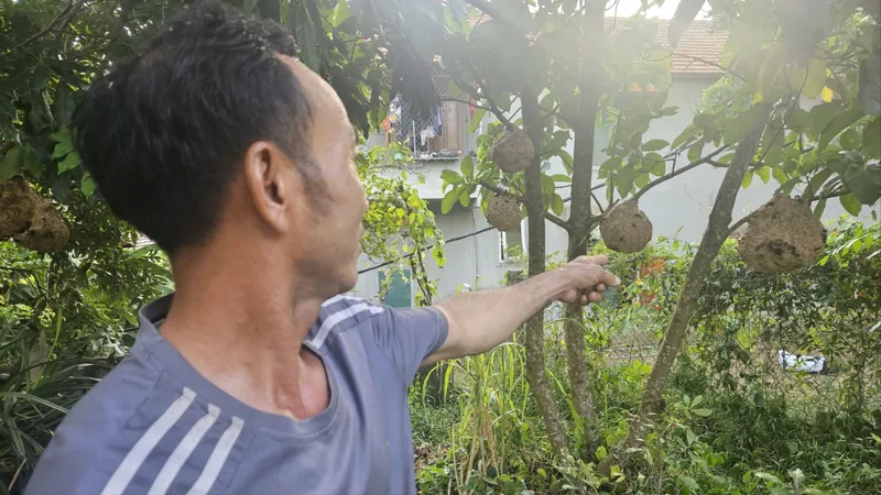 “Thợ săn” ong vò vẽ Quảng Trị thu hoạch đặc sản bạc triệu