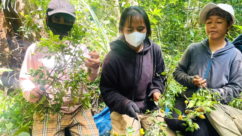 Mùa thu hoạch quả xoay rừng