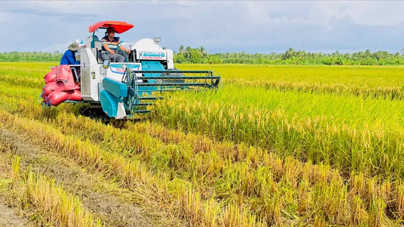 Hỗ trợ nông dân sấy và trữ lúa