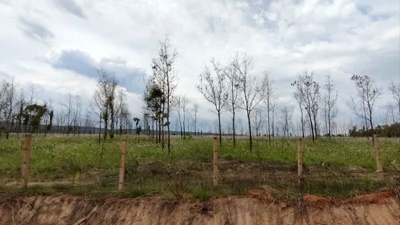 Gia Lai: Làm rõ nguyên nhân hàng chục ngàn hecta cao su chết, kém phát triển
