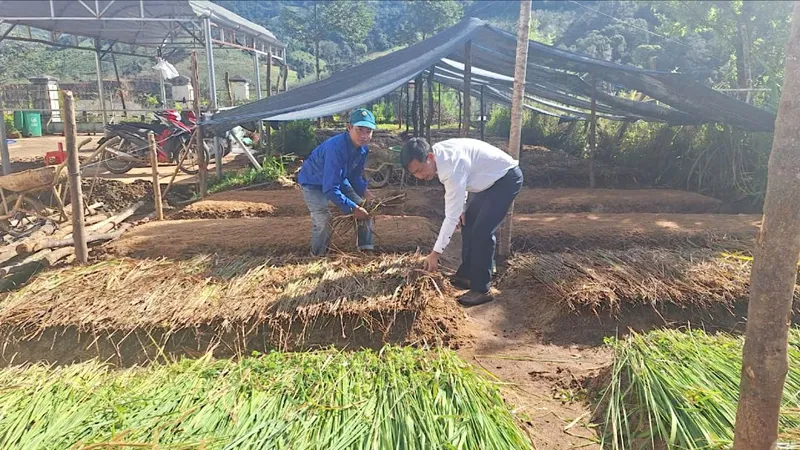 Quảng Ngãi: Ươm giống cà phê cấp miễn phí cho đồng bào Xơ Đăng