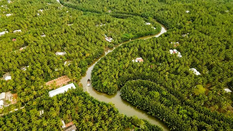 Vĩnh Long có diện tích dừa rộng lớn với 120.000ha. Ảnh: Hội nhiếp ảnh Bến Tre