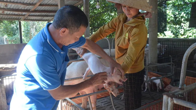 Chăn nuôi heo đang dần phục hồi