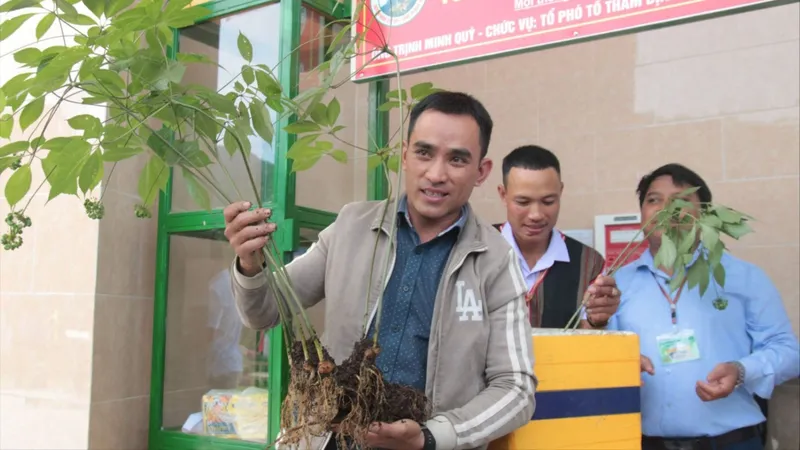 Mở rộng vùng trồng sâm Ngọc Linh lên 10.000ha