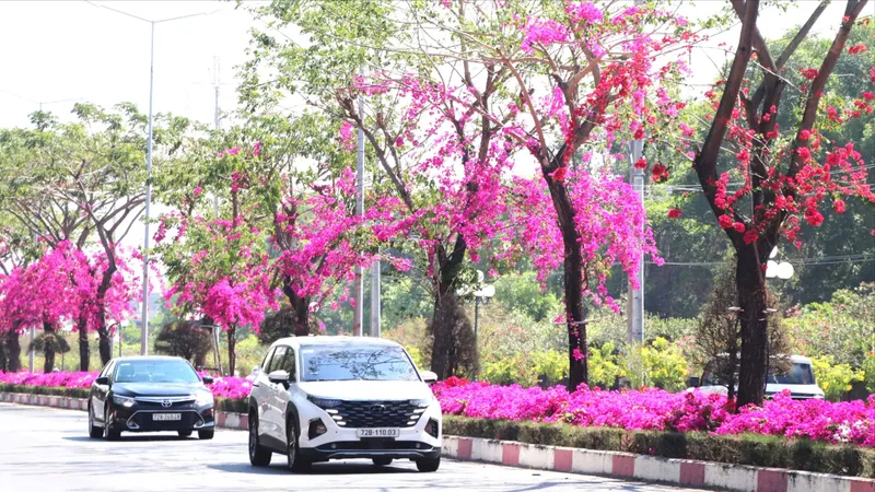 Đường hoa giấy hơn 10km rực hồng giữa nắng vàng