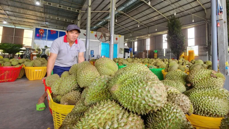 Một điểm thu mua sầu riêng phục vụ xuất khẩu tại xã Cái Bè, tỉnh Đồng Tháp