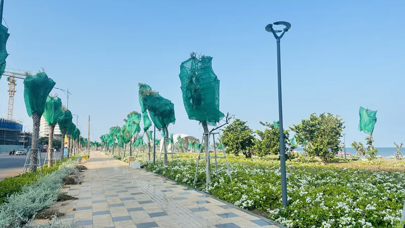 Chưa gỡ bọc cho cây