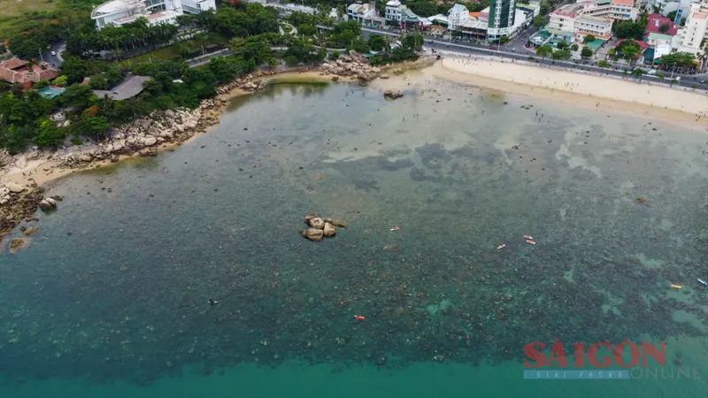 Cảnh báo tình trạng giẫm đạp lên rạn san hô gần bờ vịnh Nha Trang