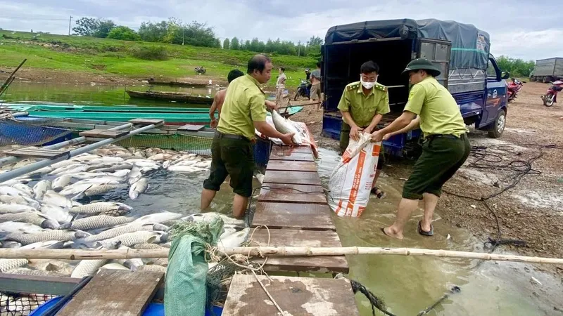 Cá chết trắng bè, người dân "trắng tay"