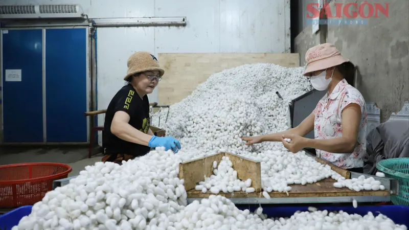 Khám phá nghề trồng dâu, ươm tơ vùng đất Nam Ban Lâm Hà