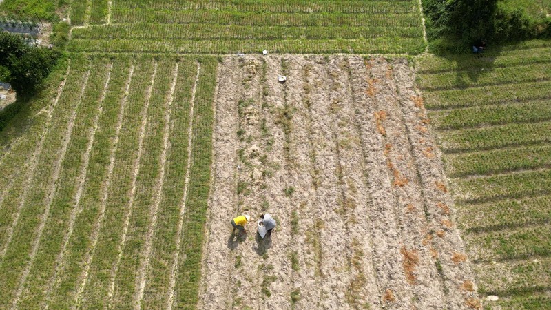 Farmers in Gia Lai Province harvest fresh scallion bulbs