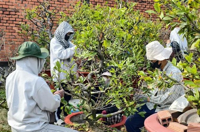 Ho Chi Minh City students earn Tet money by picking apricot leaves