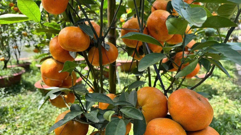 Lai Vung’s pink mandarins bloom into Tet luxury as demand outpaces supply