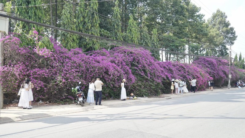 “Purple Road” in Ho Chi Minh City becomes hotspot for visitors
