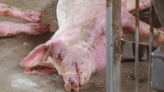 Vietnam races to counter new SAT-1 foot-and-mouth threat