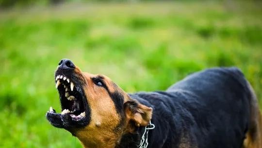 Three rabies deaths reported, health authorities issue urgent alert