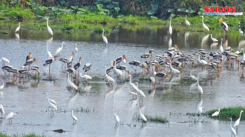 Rare birds return as Tram Chim National Park’s ecosystem revives