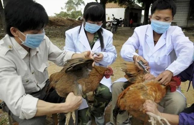 Vietnam launches national plan to combat livestock diseases