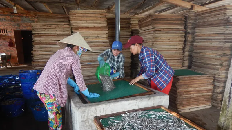 Mui Ne’s coastal communities thrive during anchovy season
