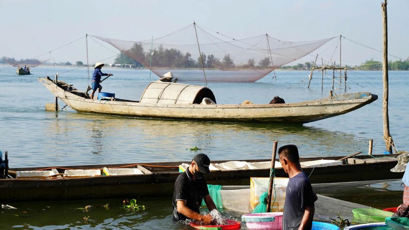 Fishermen earn millions nightly as juvenile spinefoot fish inundate Hue estuary