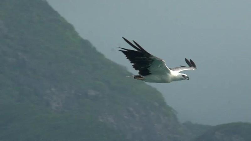 Groundbreaking wildlife livestream project launched from Con Dao National Park