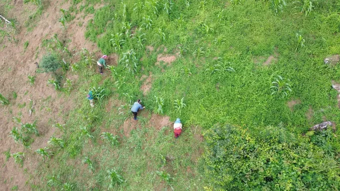 Xo Dang farmers struggle to meet demand for medicinal Javanese bellflower root