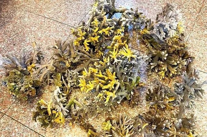 Tourists fined for illegal coral harvest in Nha Trang Bay