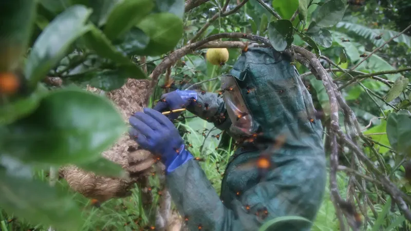 Hornet harvest in Quang Tri: Family risks lives for high-value pupae