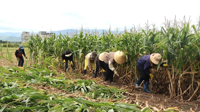 Jrai farmers harvest biomass maize along Ba river