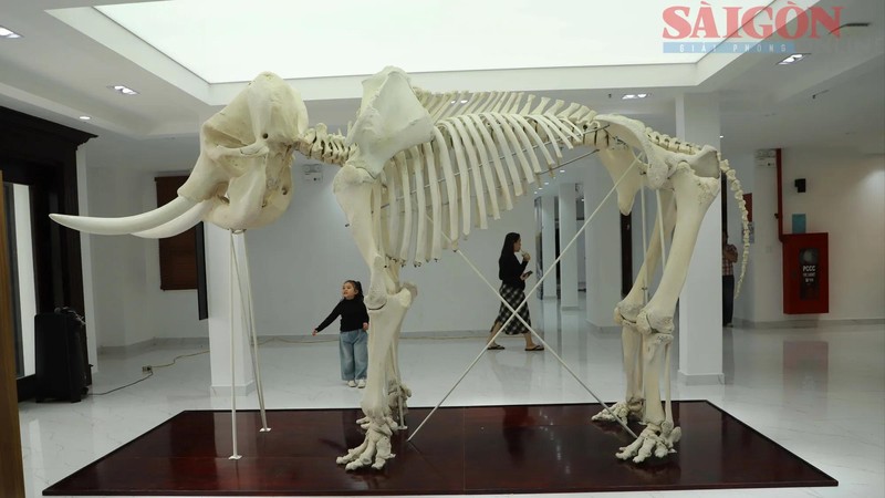 Biology Museum showcases rare Central Highlands specimens