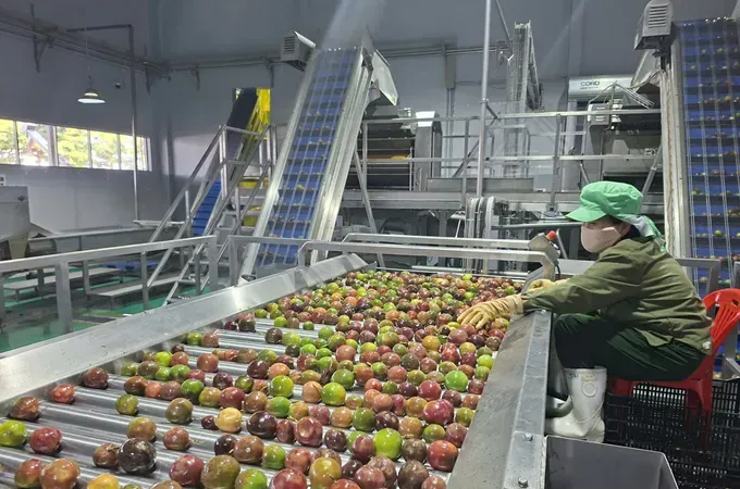 Vietnam's fruit and vegetable exports reach US$7.4 billion in first 9 months