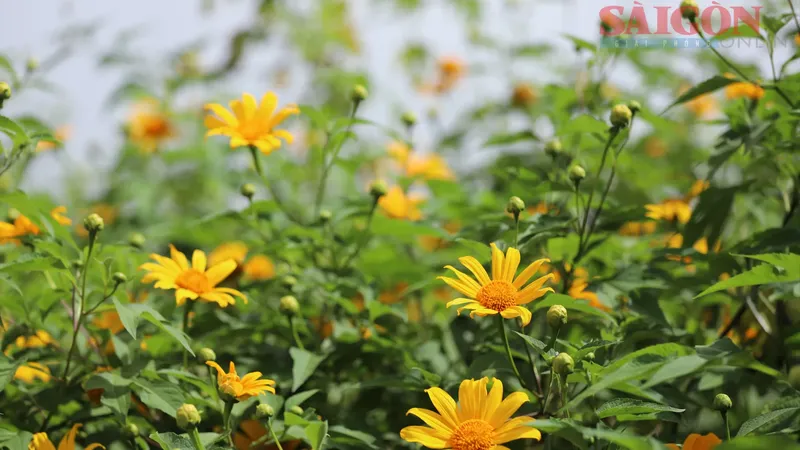 Wild sunflowers paint Da Lat’s outskirts golden