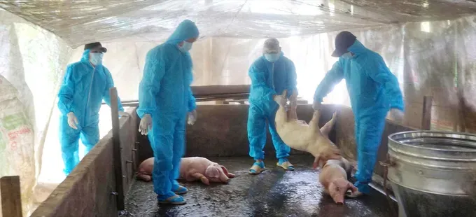 Southern localities step up fight against African swine fever